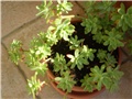 sedum